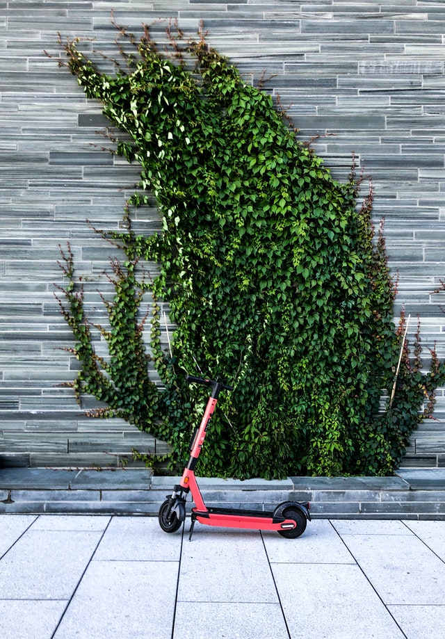 living wall: lush vines growing up side of building